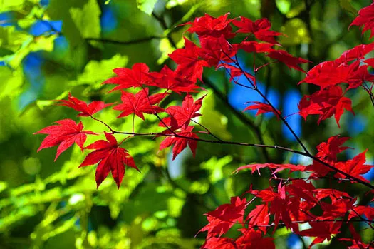 100  Erable Palmé Rouge du Japon 'Acer Palmatum' Red Japanese maple tree seeds