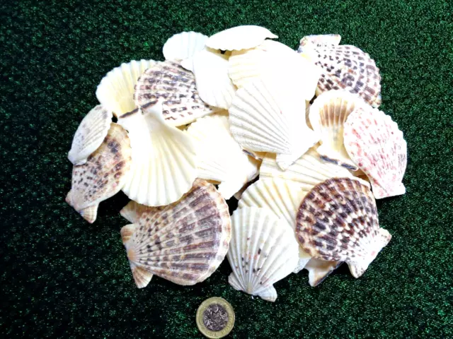 5 X SEASHELLS 4 - 7 CM RADULA  EXOTIC SCALLOP Shell WHITE BROWN PATTERNED  