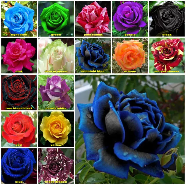 Multi Coloured Rose Seeds Home Garden Plant,  Rose Bush Flower Seeds, UK Seller