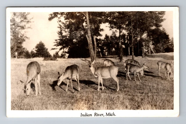 Indian River MI-Michigan RPPC, Deer Scenic View, Antique, Vintage Postcard