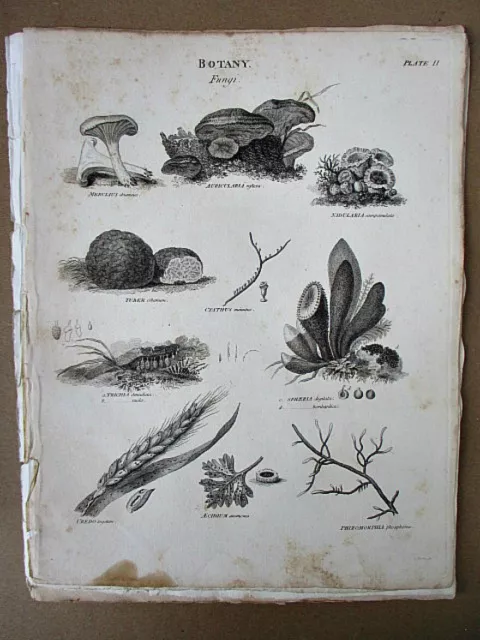 Vintage Engraving,Botany,Fungi,1810