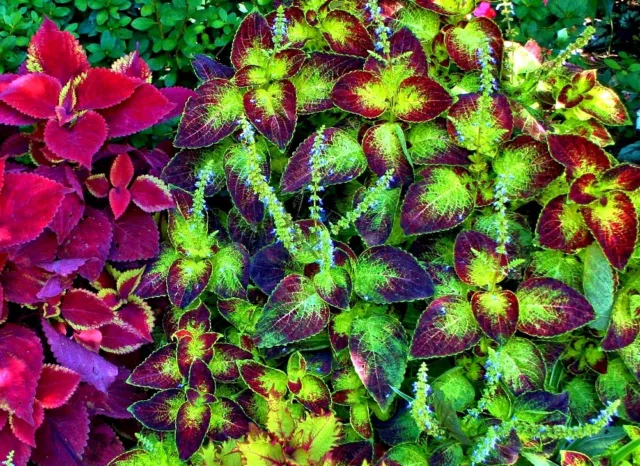 250 semillas de ortiga de colores, mezcla de colores (Solenostemon scutellarioides, Coleus blumeii)