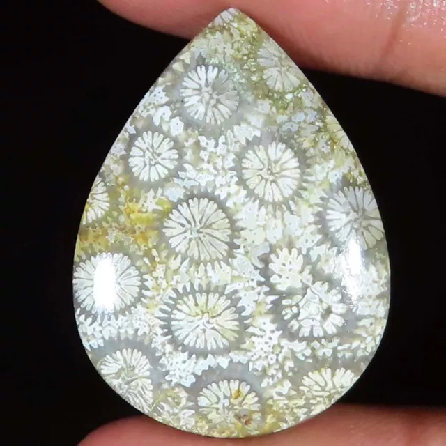 31.55 Carats Naturel Fossil Corail Poire Cabochon 24x32x5 MM Coralian Gemme Eb _