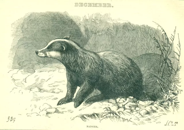 1873 Cassell's Illustrated Almanack BADGER, Vintage Art Print SV4.