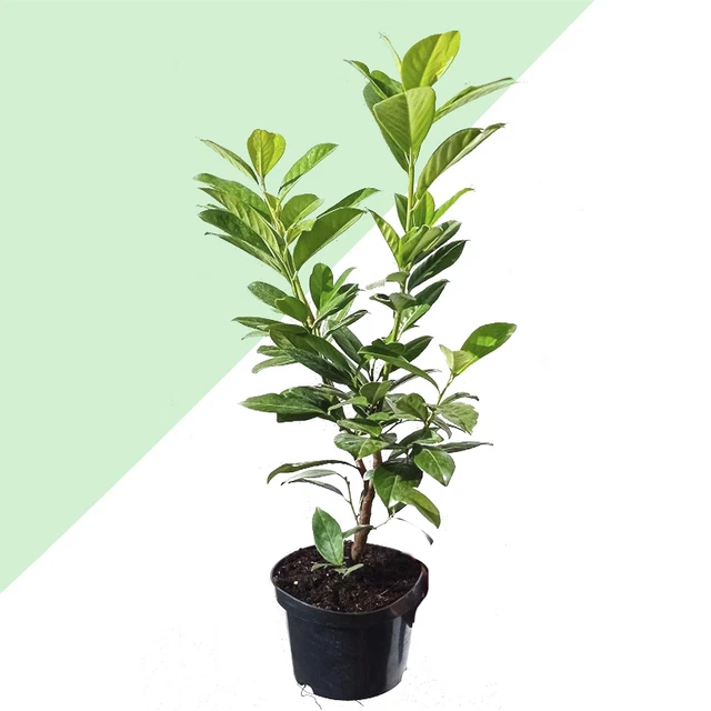 CHERRY LAUREL NOVITA Prunus Laurocerasus Novita Evergreen Outdoor In 