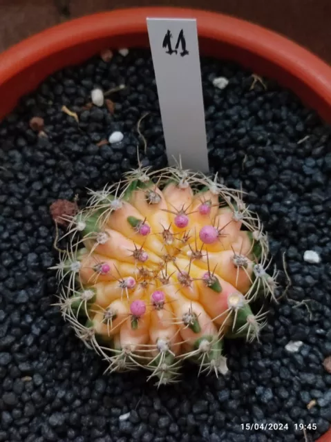 Gymnocalycium Variegata Cristata, Kakteen, Not Treated With Acid Like Chinese