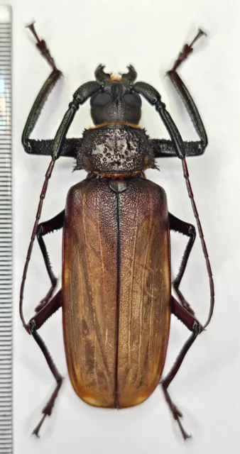 Cerambycidae,Bandar pascoei (Lansberge, 1884),A1 male 72mm,Vietnam*