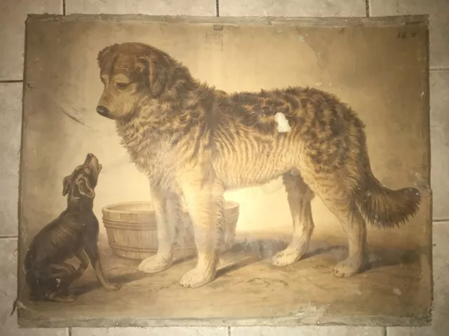 Original school chart of Dogs,northern breed group, litograph 1900