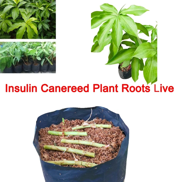 INSULIN CANEREED PLANT Live Medicine Roots Thebu Organic Root Ceylon