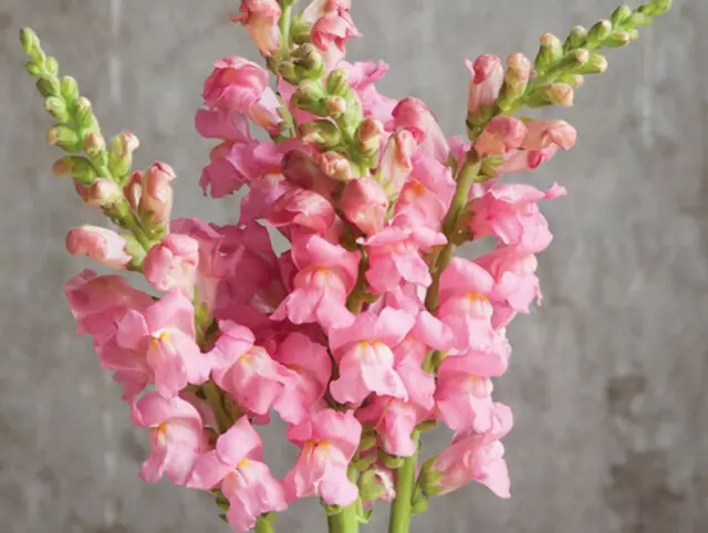 25 Antirrhinum The Rose Seeds - Snapdragon