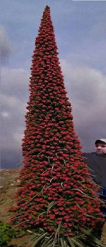 Frostharter Roter Riesen-Natternkopf Echium pininana für den Blumentopf / Samen