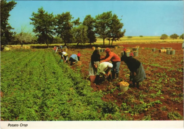 CPM AK CYPRUS Potato Crop GREECE (1107342)