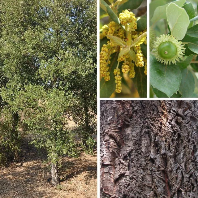 Quercus suber - Chêne liège - Corcier persistant