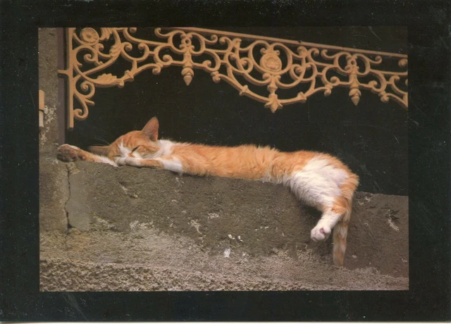 Cpsm / Carte Postale / Chat / Cat // Photo France Detour