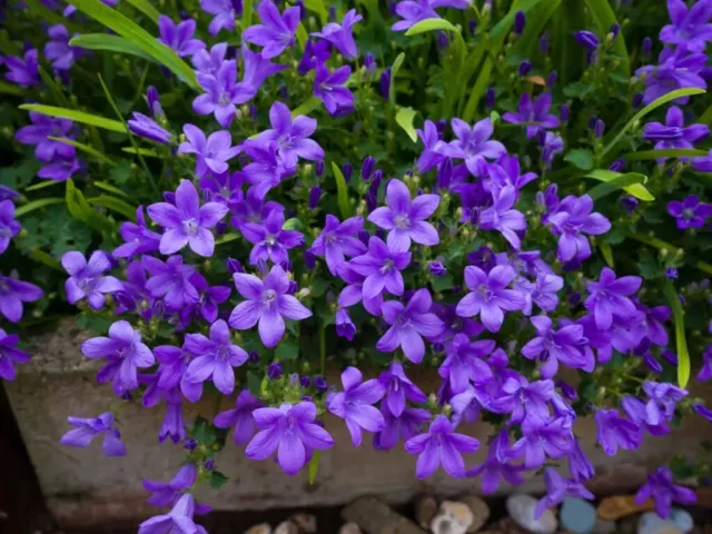 Plant Campanula (Bellflowers) In/Outdoor Plant in 9cm Pot - Rich Purple Flowers