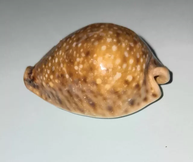 42 mm Cypraea Erosario Lamarkii sea shell. Nice large