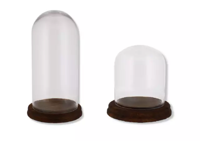 Set Of 2 Glass Display Bell Jar Oval Cloche on Dark Wood Base Display Stand