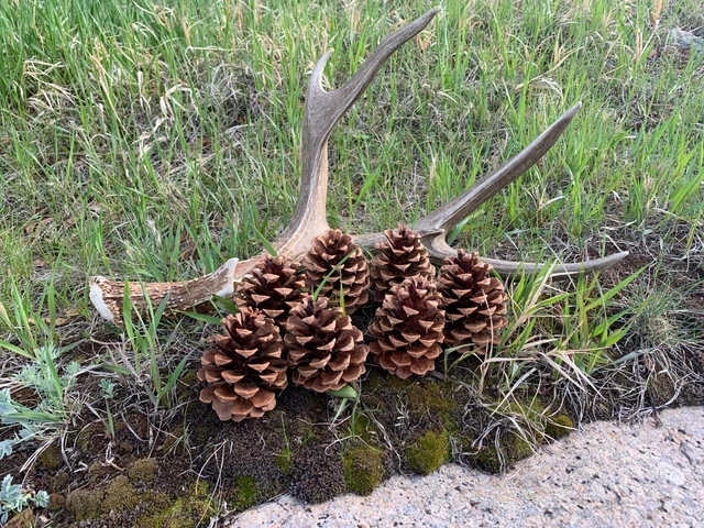 Lote de 25 conos de pino ponderosa Colorado nuevos X grandes XL - 3"" - 4"" de largo