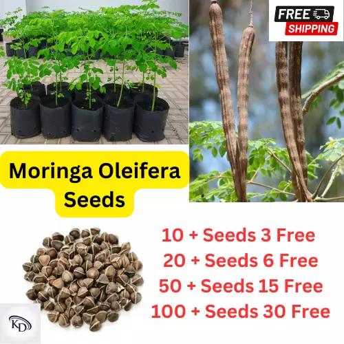 100+ Moringa Drumstick oleifera Seeds-Organic Horseradish Tree for Planting