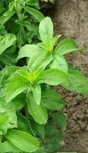 Herb - Stevia - 40 Seeds