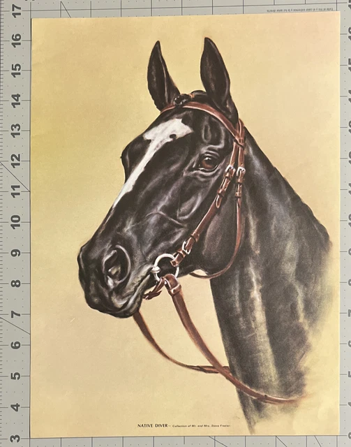 Black Arabian Quarter Horse Vintage Print Of Painting Poster Art See Photos