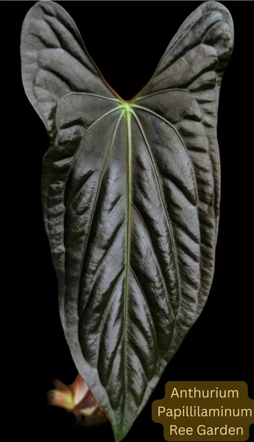 Anthurium Ree Pap ANTHURIUM PAPILLILAMINUM REE Garden (Tissue Culture) - Rare Anthurium £ ...