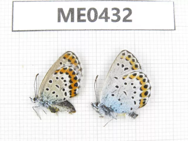 Butterfly. Lycaeides argyrognomon. Jilin, Baishan, Fusong county. 1P. ME0432.