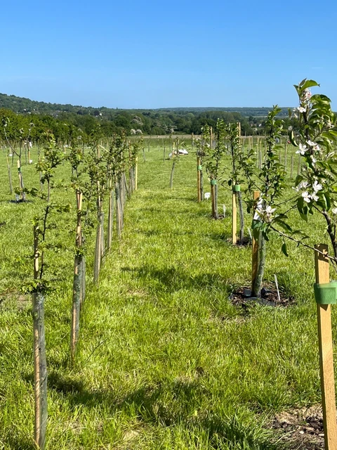 Freehold Orchard for Sale - Sevenoaks, Kent 2