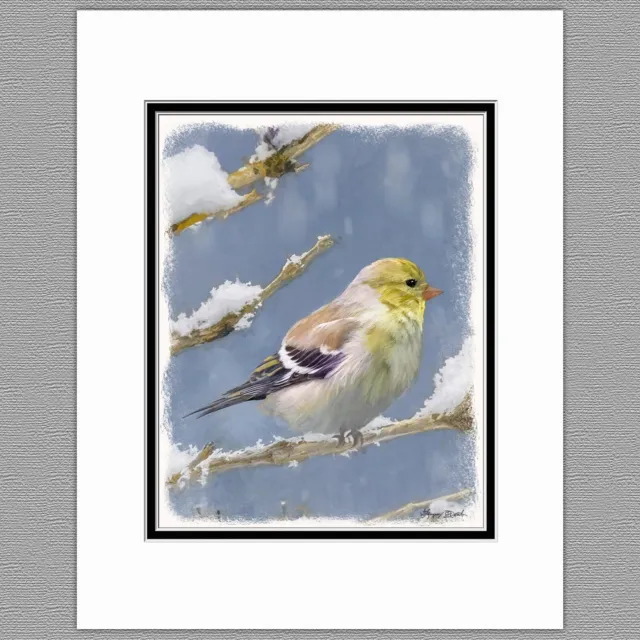American Goldfinch in Winter Wild Bird Original Art Print 8x10 Matted to 11x14