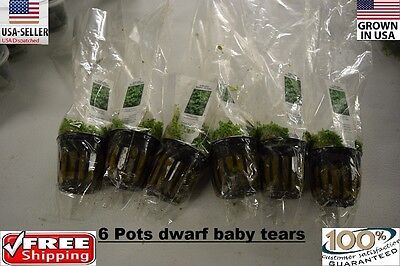 6 Pots dwarf baby tears plants Easy Aquarium aquascaping planted tank low light