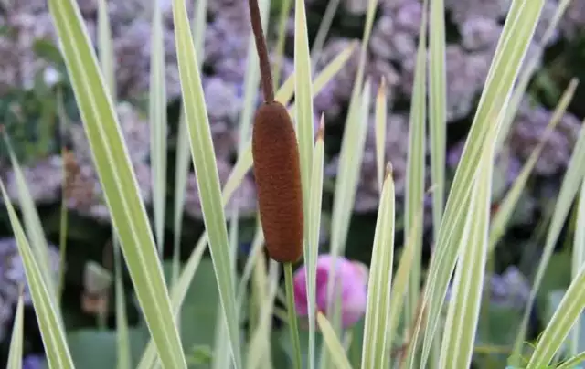 Typha latifolia variegata (Variegated bulrush or Variegated reedmace - Margin...