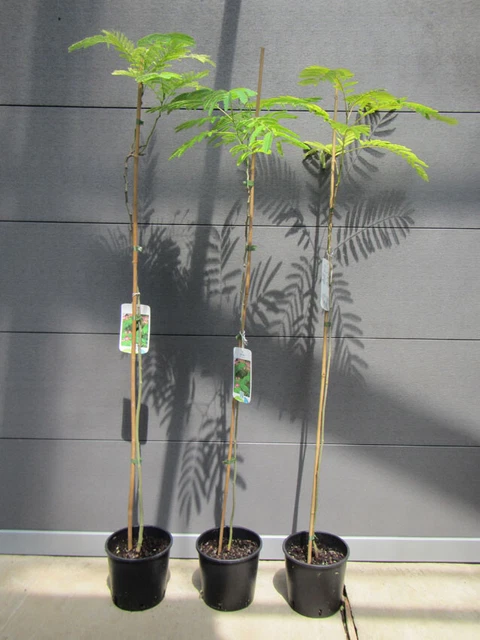 Sunny Tree Albizia Julibrissin Seidenbaum 240 Cm Mehrstmmig  Exotisch &  Winterhart Bis -14C