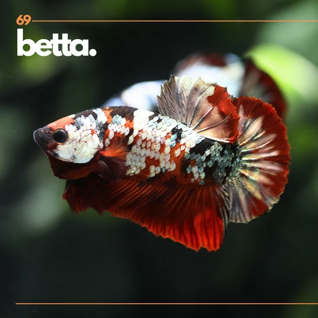 Betta Fish Live HMPK RED KOI COPPER - FE'64 GRADE AAA
