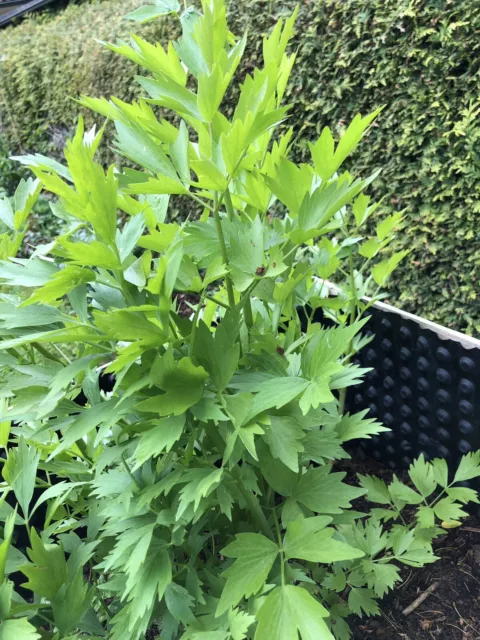 Maggikraut - aus meinem BIO GARTEN - Natürliches Gewürz f Suppen, Soßen, Fleisch