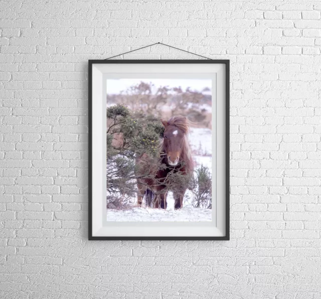 Equine art of a Dartmoor Pony | Animal art for Sale - Home Decor Gifts