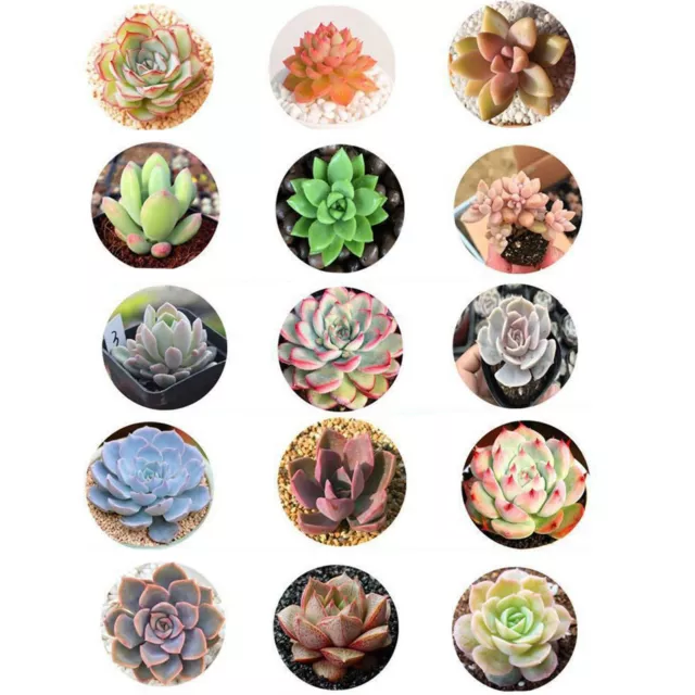 1000 Mixed RARE Succulent Seeds all unique types excellent germination and color