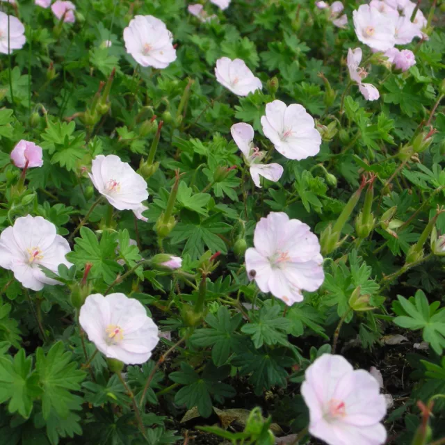 Blutstorchschnabel - Geranium sanguineum 'Apfelblüte Staude Bodendecker