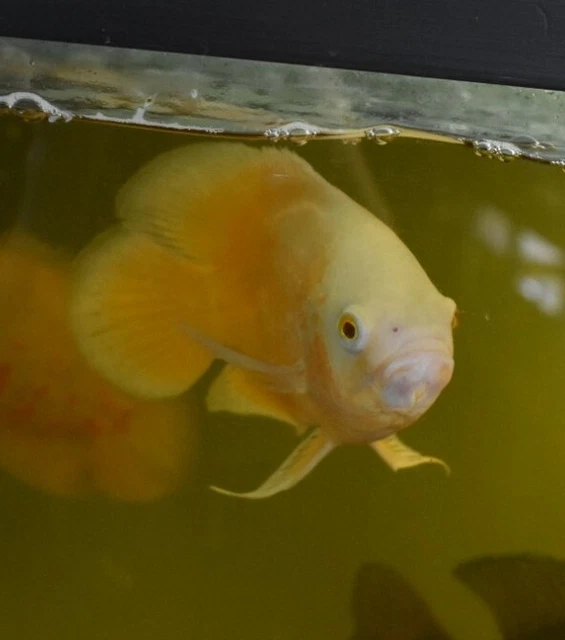 Live Red Ruby Oscar Cichlid (2-2.5" Freshwater Aquarium Fish) *PLS READ DESCR* 6