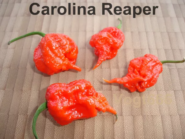 10 Carolina Reaper HP22B Samen Weltrekord Chili bis zu 2,2 Mio Scoville