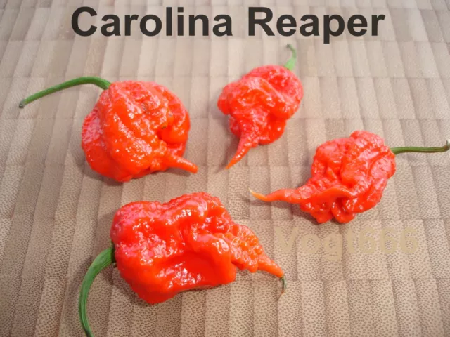 100 Carolina Reaper HP22B Samen Weltrekord Chili bis zu 2,2 Mio Scoville