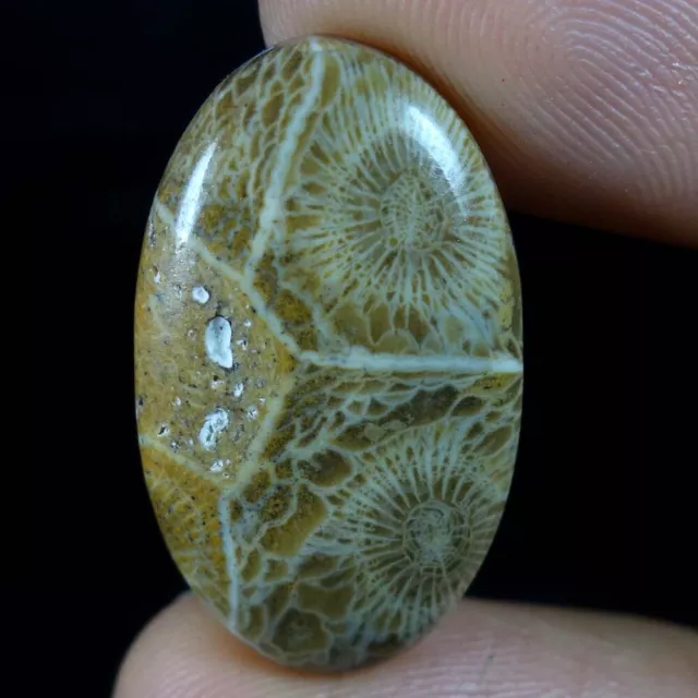 100% Natural Morocco Fossil Coral Oval Cabochon Gemstone 23.45Cts. 17x 28x 06mm