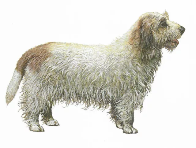 Basset Griffon Vendeen - CUSTOM MATTED - 1988 Vintage Dog Art Print - Cozzaglio