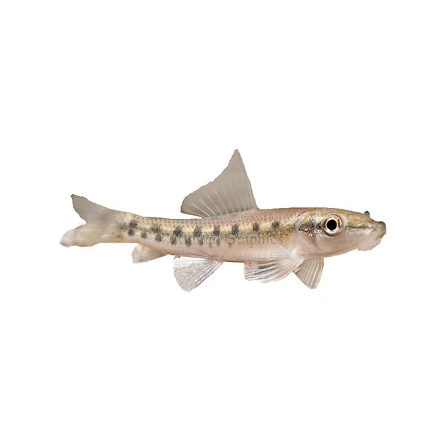 Algae Eater 3 Pack (Gyrinocheilos aymonieri) - Live Freshwater Fish