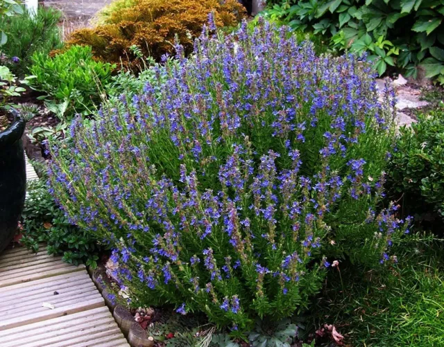 Hyssop - Hyssopus officinalis - 10+ seeds - HOLY HERB! F 028