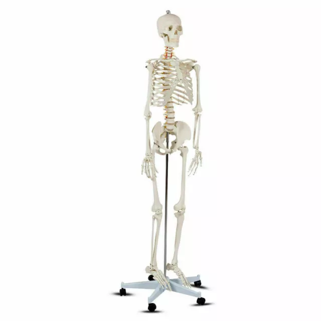 New Life Size Human Anatomical Anatomy Skeleton Medical Model, Stand