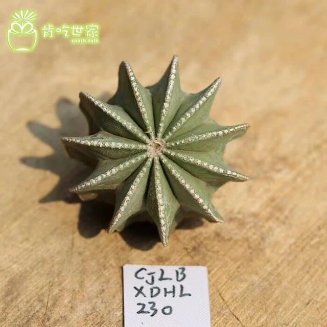 Boutique Cactus 4.5cm Succulent Live Plant Aztekium hintonii WYSIWYG Graden