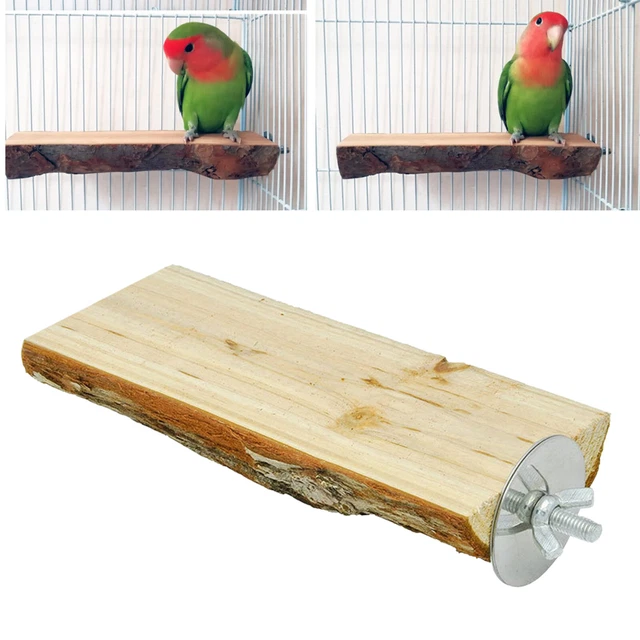 Papagei Vogel Käfig Hängen Barsch Stehen Nymphensittich Pfote Schleifen