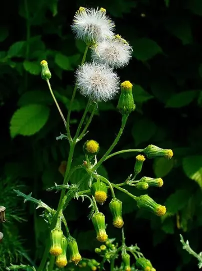 Graines de séneçon commun,Senecio vulgaris ,produits de mon jardin,fleur Bio