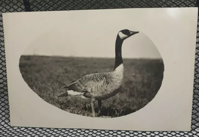 c.1900's Lone Canadian Goose Bird Oval Antique RPPC 1910's