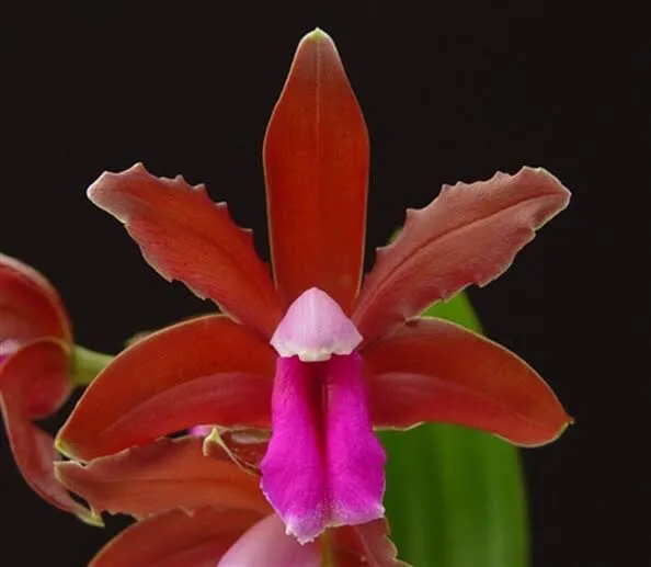 Species Orchid - Cattleya bicolor var. brasiliensis